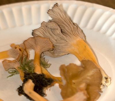 Cantharellus ignicolor 4713.jpg