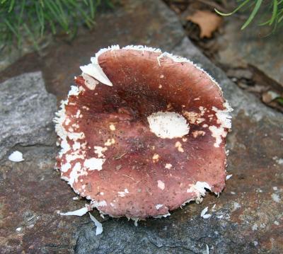 Russula dry cap6023.jpg