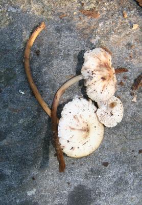 v3/84/225684/3/50219855.Mycena6008.jpg