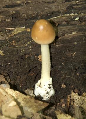 Amanita fulva5838.jpg