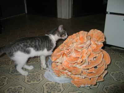 Stacy Christenson's Laetiporus sulphureus.jpg