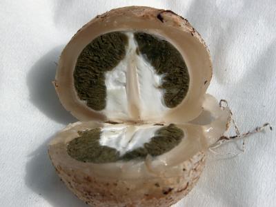 Phallus ravenelii egg interior.jpg