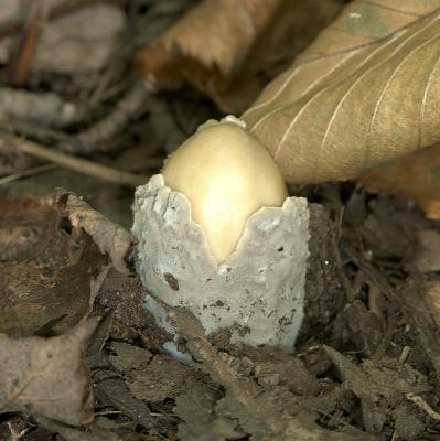 Phallus ravenelii egg opening.jpg