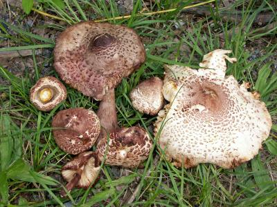 Lepiota americana.jpg