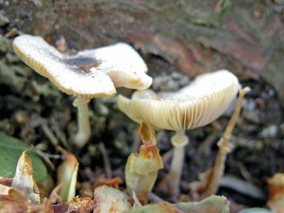 Lepiota atrodisca.jpg