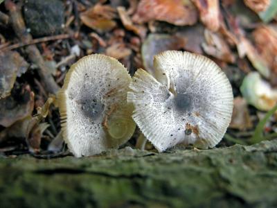 Lepiota atrodisca 2.jpg