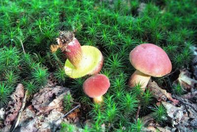 BASIDIOMYCETES