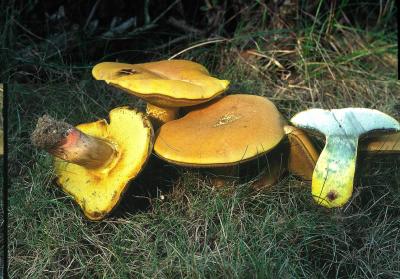 Boletus carminipes 02 PK1.JPG