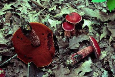 Boletus frostii 02 PK1.JPG