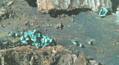 Chlorociboria aeruginascens 02 PK1.JPG