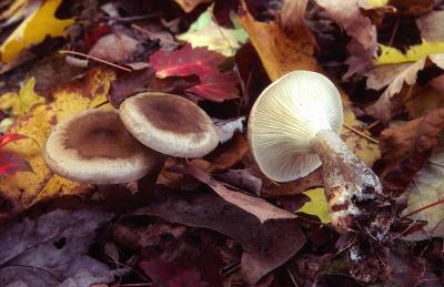 Clitocybe clavipes 01 PK1.JPG