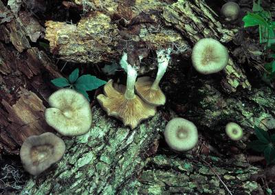 Clitocybe cyathiformis 01 PK1.JPG