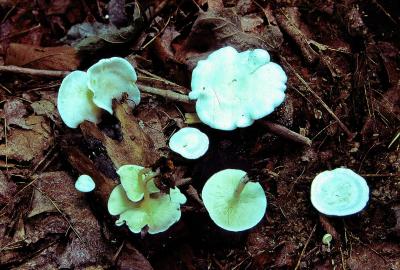 Clitocybe truncicola 02 PK1.JPG