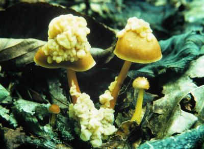 Collybia dryophila infected with Tremella mycetophila 01 PK1.JPG