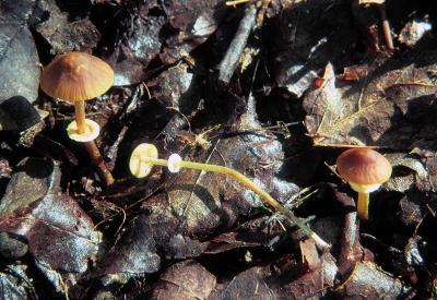 Conocybe filaris 01 PK1.JPG