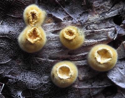 Crucibulum laeve immature 01 PK1.JPG