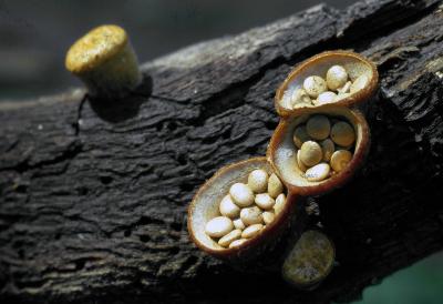 Crucibulum laeve 01 PK1.JPG