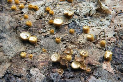 Crucibulum laeve 02 PK1.JPG