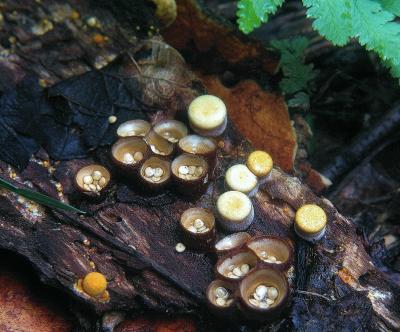 Crucibulum vulgare 01 PK1.JPG