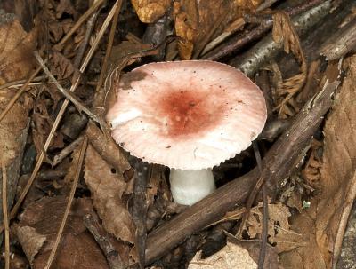 Russula sp. 6809.jpg