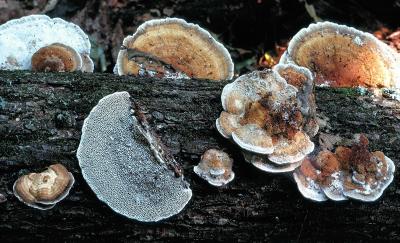 Daedalea confragosa 01 PK1.JPG