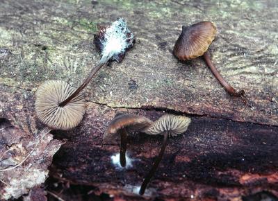 Entoloma conicum 01 PK1.JPG