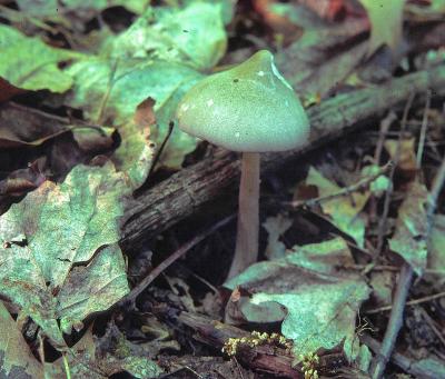 Entoloma porphyrophaeum 03 PK1.JPG