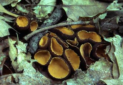 Galiella rufa 01 PK1.JPG