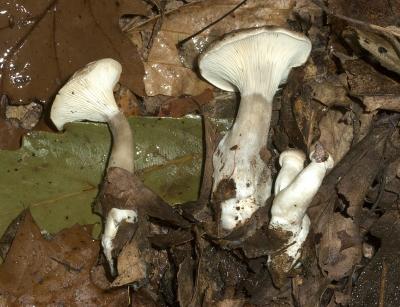 Clitocybe clavipes6901.jpg