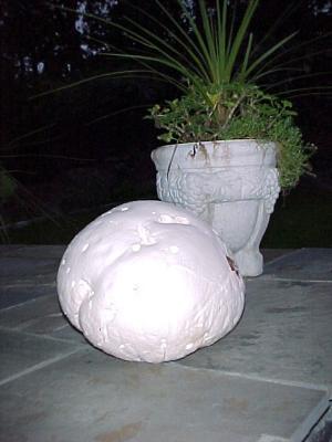 Giant Puffball Mushrm 10-15-05 9.JPG