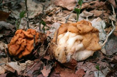 Gyromitra fastigiata 02 PK1.JPG