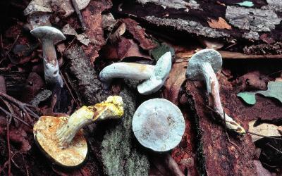 Hypomyces chrysopermus 3 stages on Boletus Chrysenteron 01 PK1.JPG