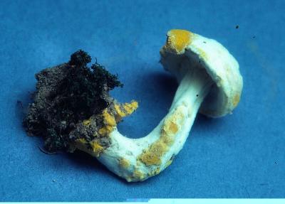 Hypomyces chrysopermus sepedonium stage on Boletus Chrysenteron 02 PK1.JPG