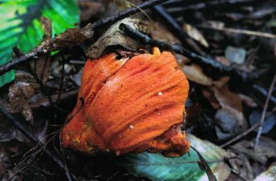 Hypomyces lactifluorum 01 PK1.JPG