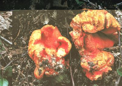 Hypomyces lactifluorum 02 PK1.JPG