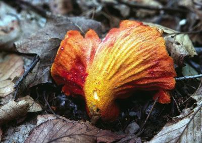 Hypomyces lactifluorum 03 PK1.JPG