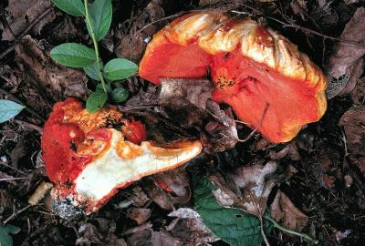 Hypomyces lactifluorum 04 PK1.JPG
