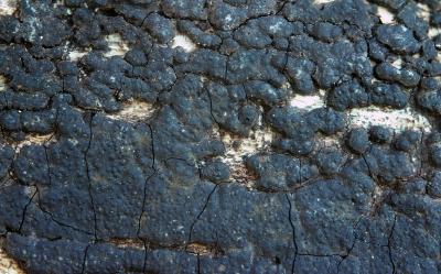 Hypoxylon multiforme 01 PK1.JPG