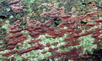 Hypoxylon rebiginosum 01 PK1.JPG
