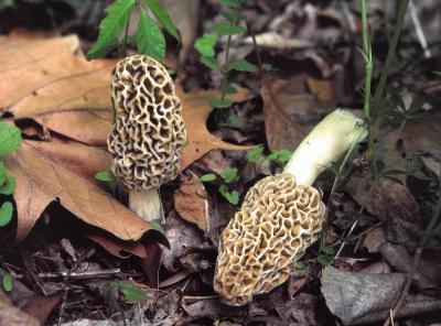 Morchella esculenta01 PK1.JPG