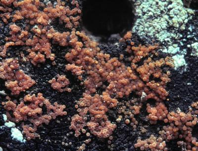 Nectria peziza 02 PK1.JPG