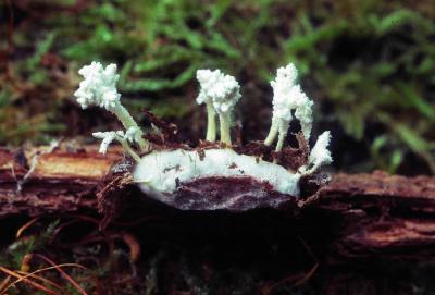 Paecilomyces farinosus on pupa 01 PK1.JPG