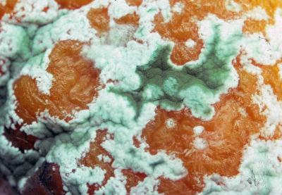 Penicillium italicum on an orange 01 PK1.JPG