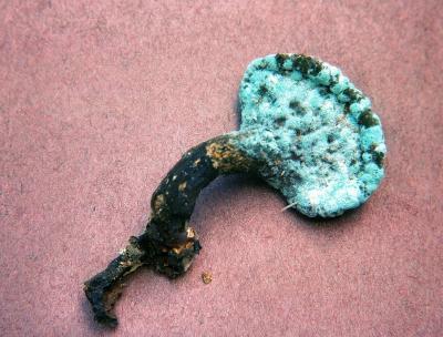 Penicillum oxalicum on Polyporus squamosus 01 PK1.JPG