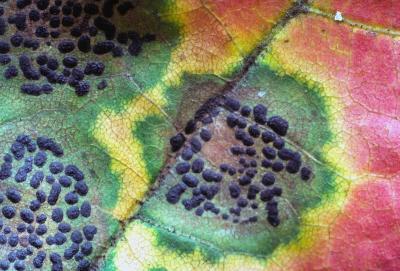 Rhytisma punctatum 01 PK1.JPG