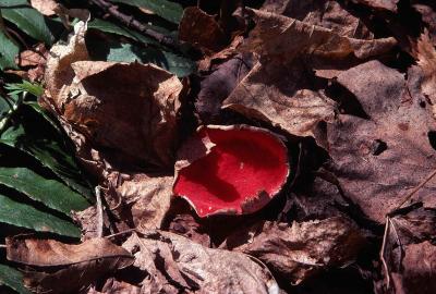 Sarcoscypha coccinea 01 PK1.JPG