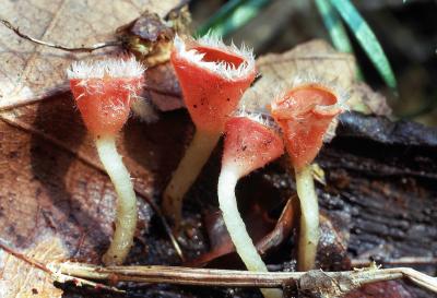 Sarcoscypha floccosa 01 PK1.JPG