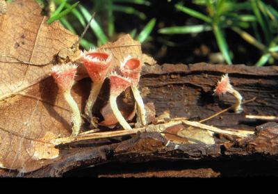 Sarcoscypha floccosa 02 PK1.JPG