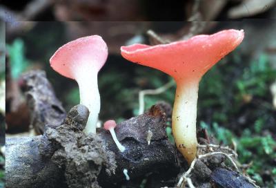Sarcoscypha occidentalis 01 PK1.JPG