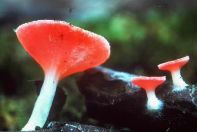 Sarcoscypha occidentalis 02 PK1.JPG